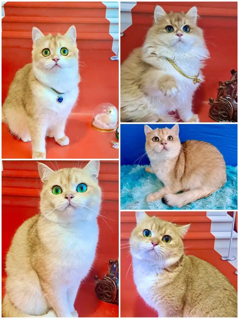 Чистокровные британские котята золотых окрасов с документами