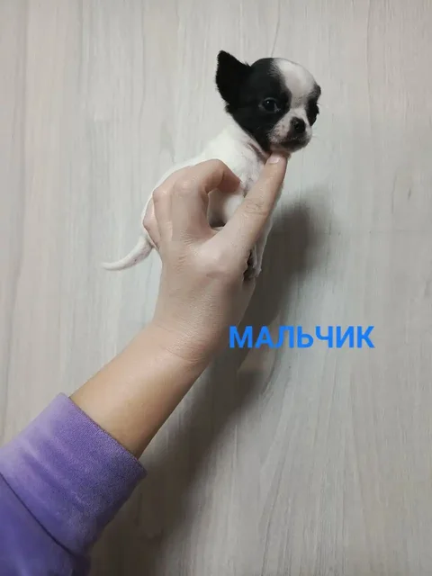 Продажа щенков чихуахуа кобби типа - частное объявление в Симферополь