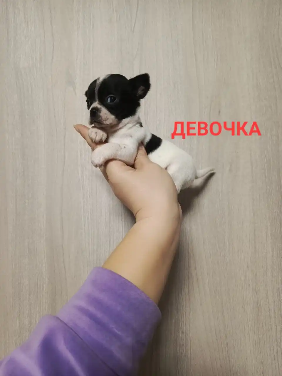 Продажа щенков чихуахуа кобби типа - Собаки (Животные) в Симферополь