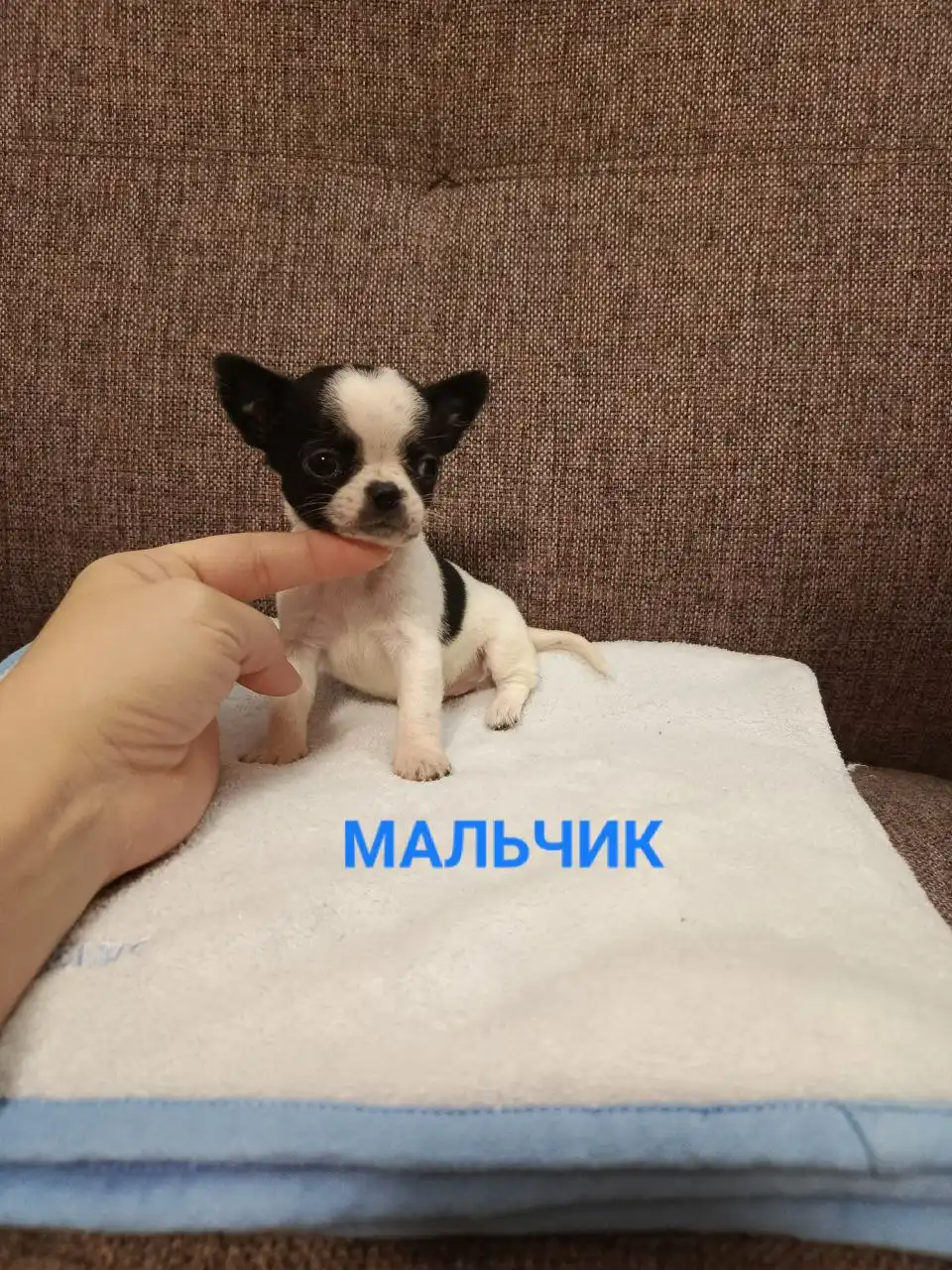 Продажа щенков чихуахуа кобби типа - Собаки (Животные) в Симферополь