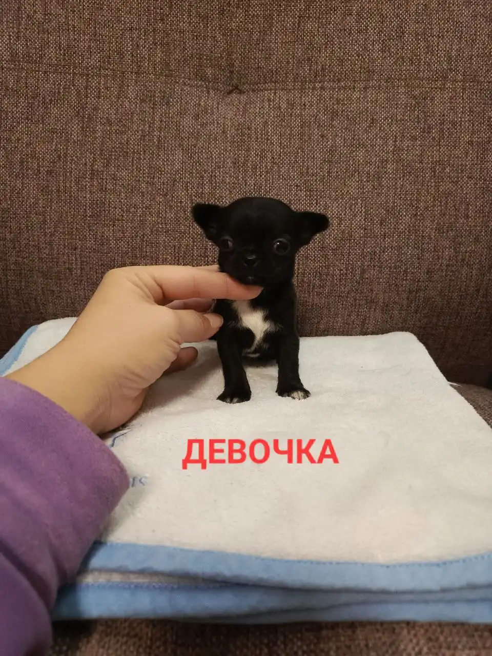 Продажа щенков чихуахуа кобби типа - Собаки (Животные) в Симферополь