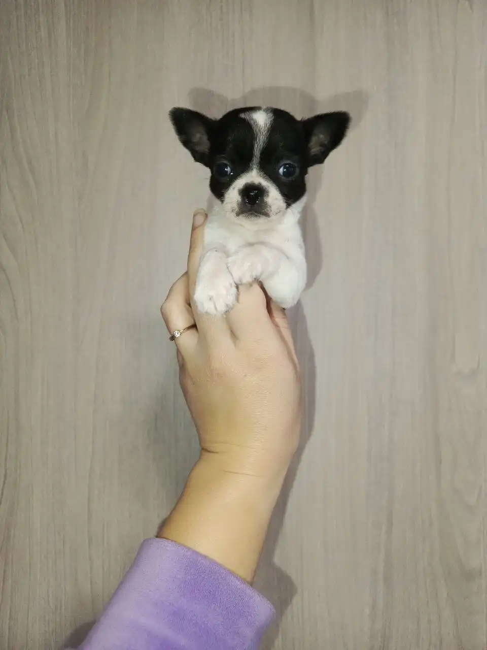 Продажа щенка Чихуахуа кобби типа - Собаки (Животные) в Мариуполь