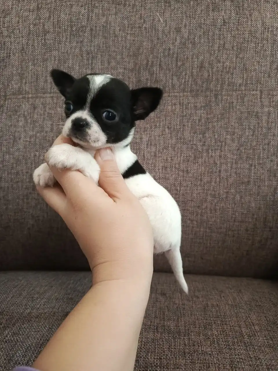 Продажа щенка Чихуахуа кобби типа - Собаки (Животные) в Мариуполь