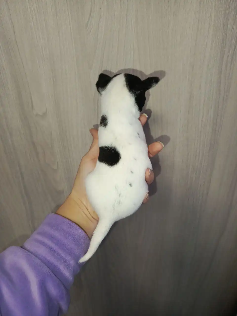 Продажа щенка Чихуахуа кобби типа - Собаки (Животные) в Мариуполь