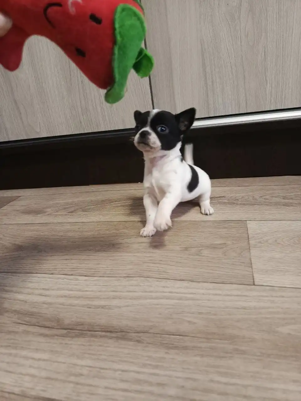 Продажа щенка Чихуахуа кобби типа - Собаки (Животные) в Мариуполь