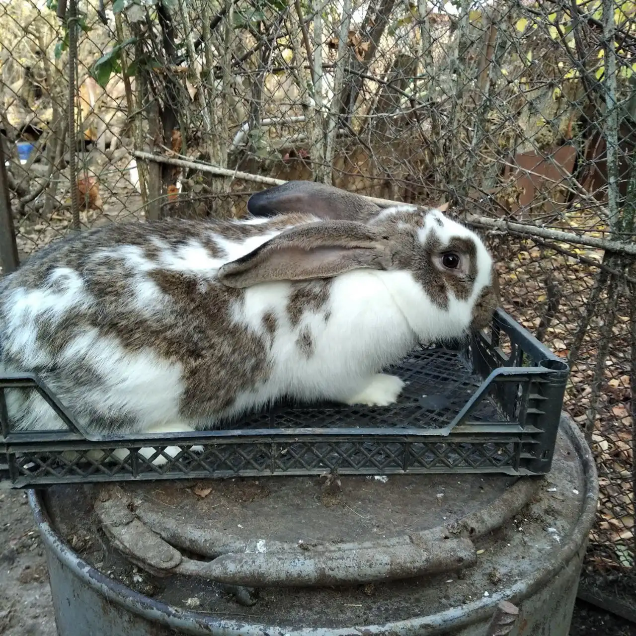 Продажа кроликов - Сельскохозяйственные животные (Животные) в Симферополь