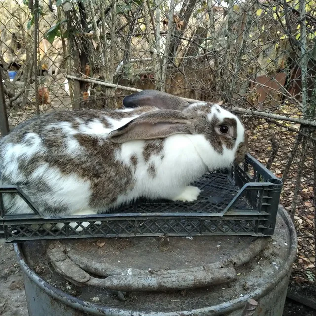 Продажа кроликов - частное объявление в Симферополь