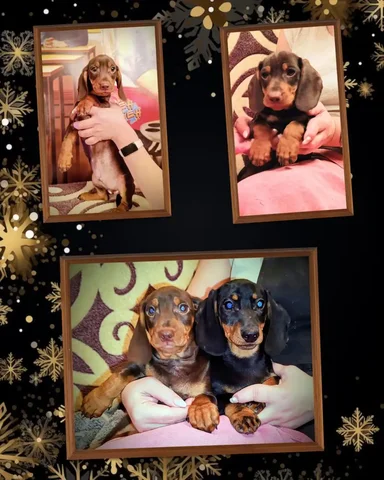 Породистые щенки таксы - частное объявление в Симферополь