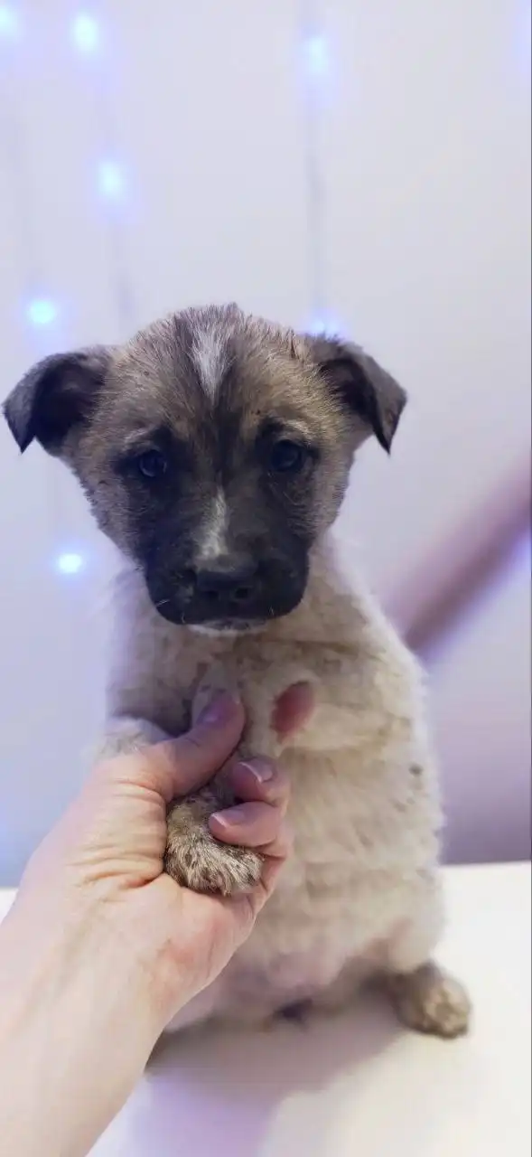 Щенки из села Перевальное ищут дом - Животные в Симферополь