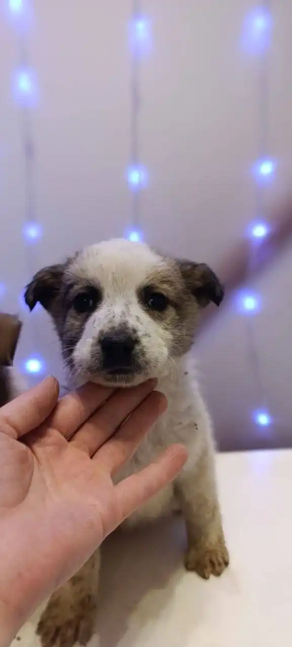 Щенки из села Перевальное ищут дом - Собаки (Животные) в Симферополь