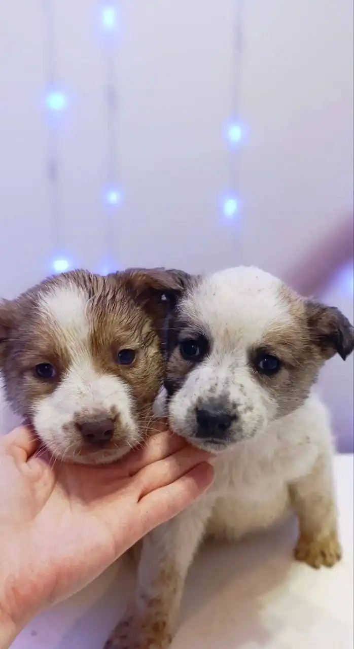 Щенки из села Перевальное ищут дом - Собаки (Животные) в Симферополь