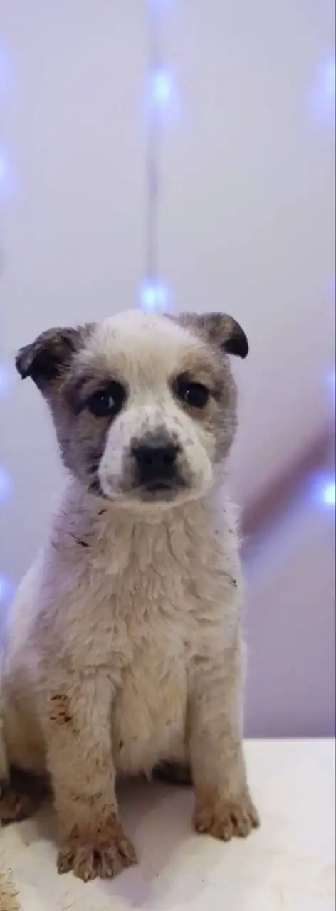 Щенки из села Перевальное ищут дом - Собаки (Животные) в Симферополь