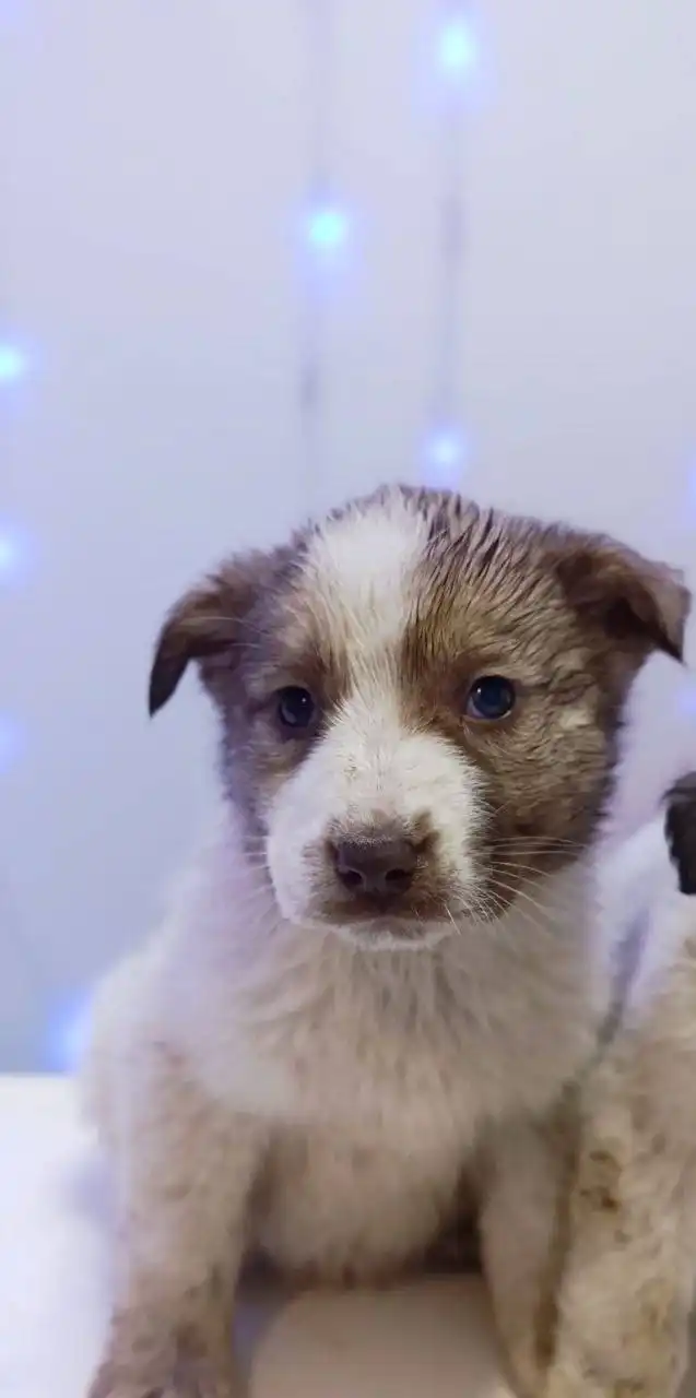 Щенки из села Перевальное ищут дом - Собаки (Животные) в Симферополь