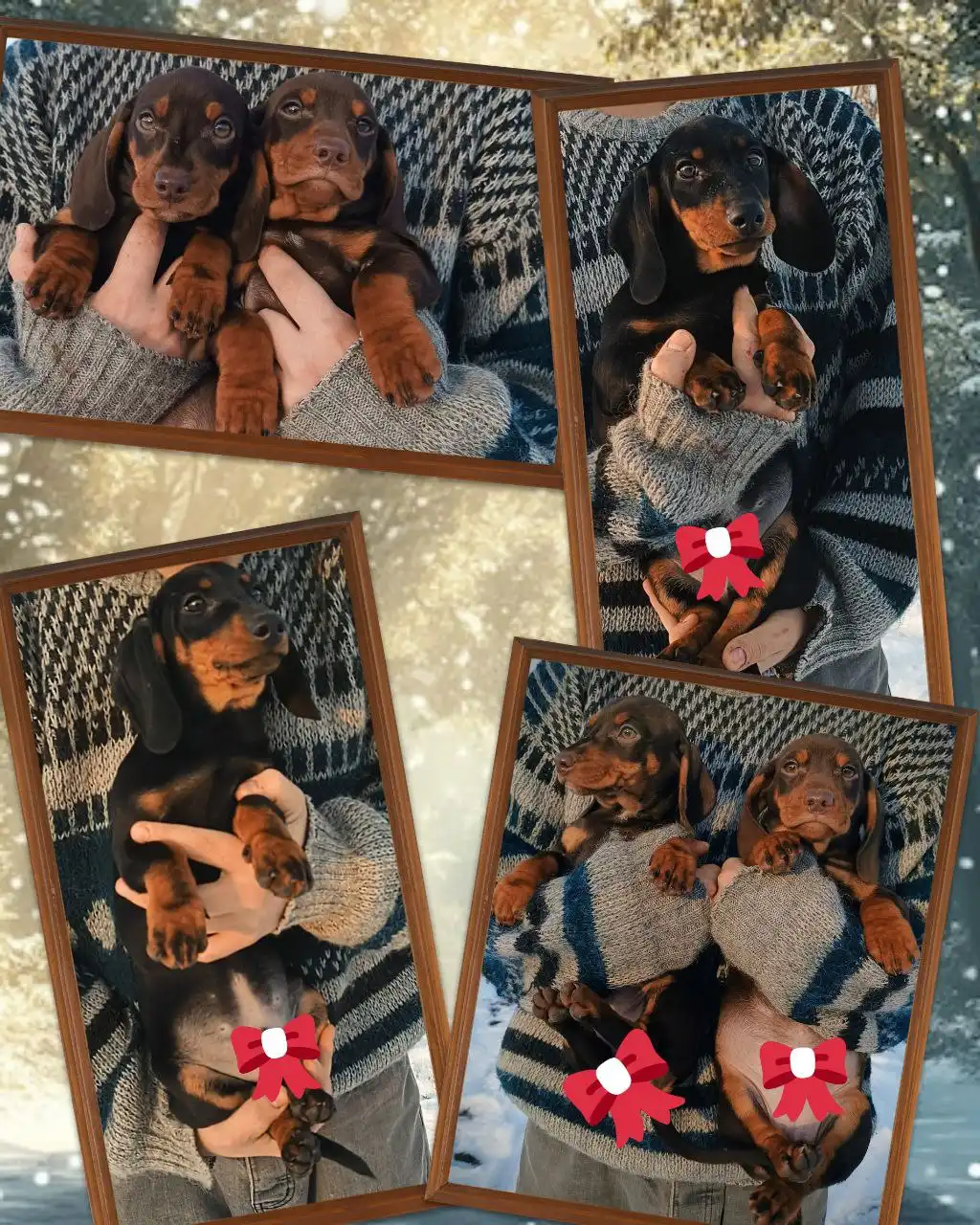 Породистые щенки таксы - Собаки (Животные) в Симферополь