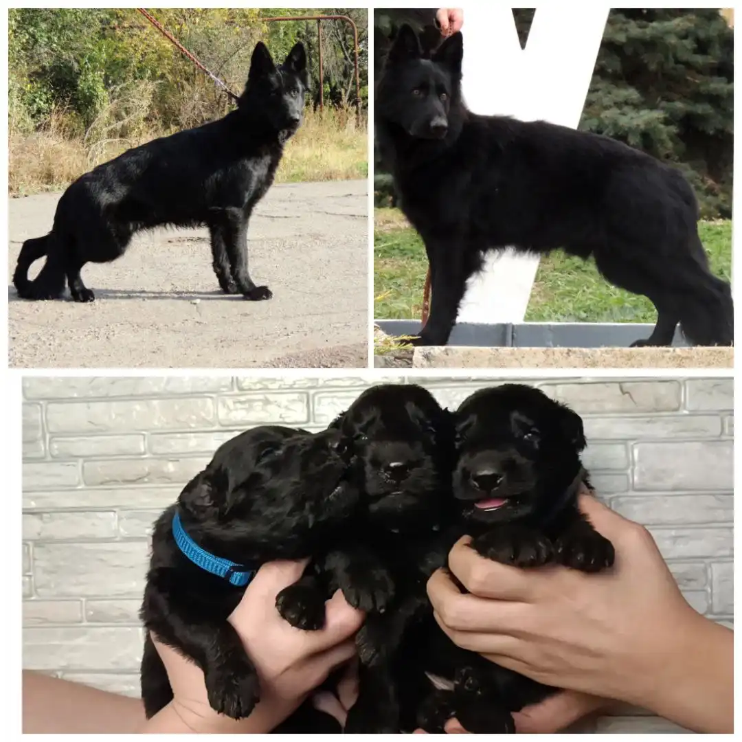 Чёрная немецкая овчарка с родословной - Собаки (Животные) в Симферополь