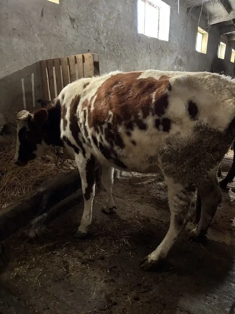 Продажа 6 голов быков и первотëлки на подсосе - частное объявление в Белогорский район