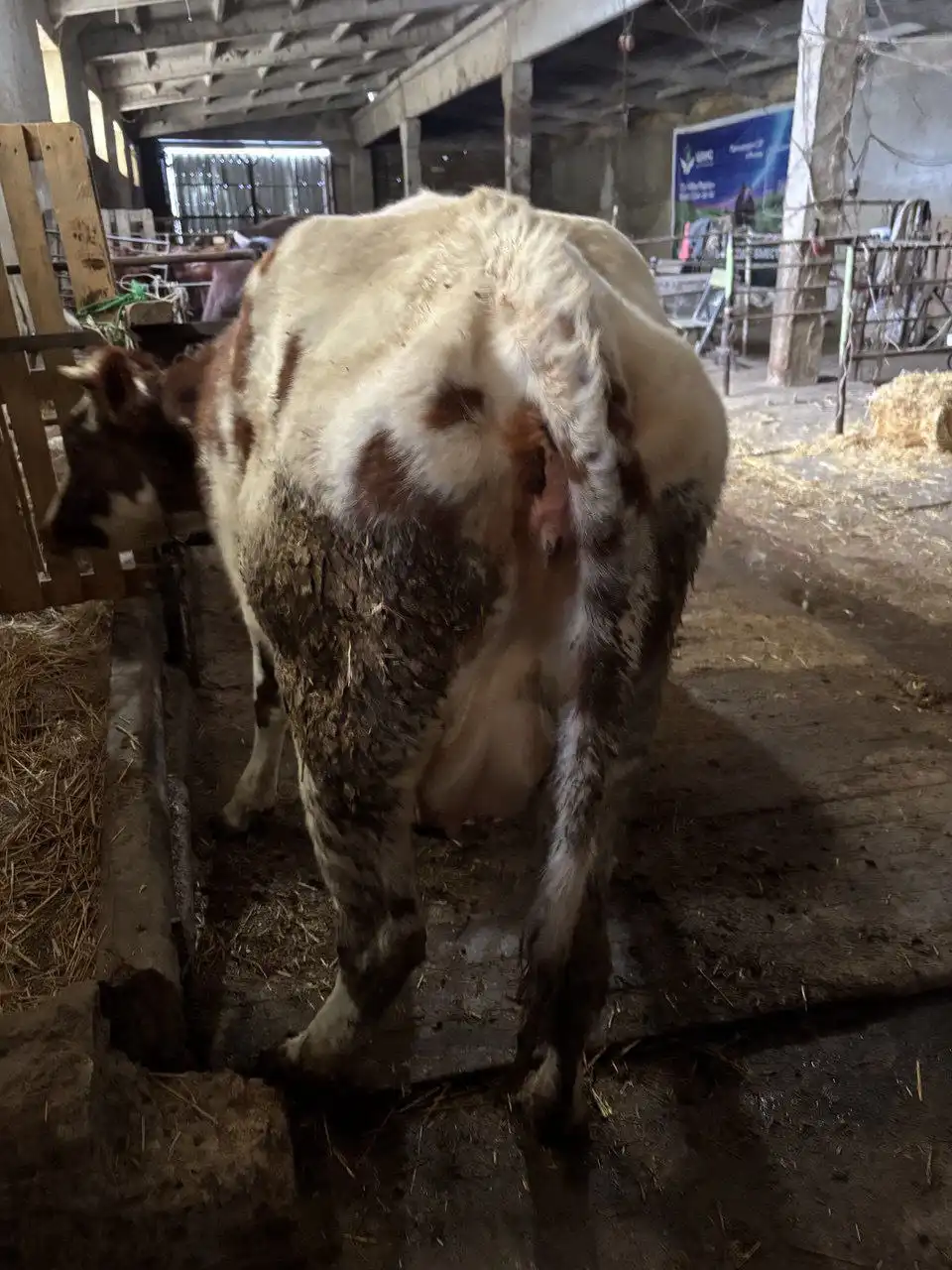 Продажа 6 голов быков и первотëлки на подсосе - Крупный рогатый скот (Животные) в Белогорский район