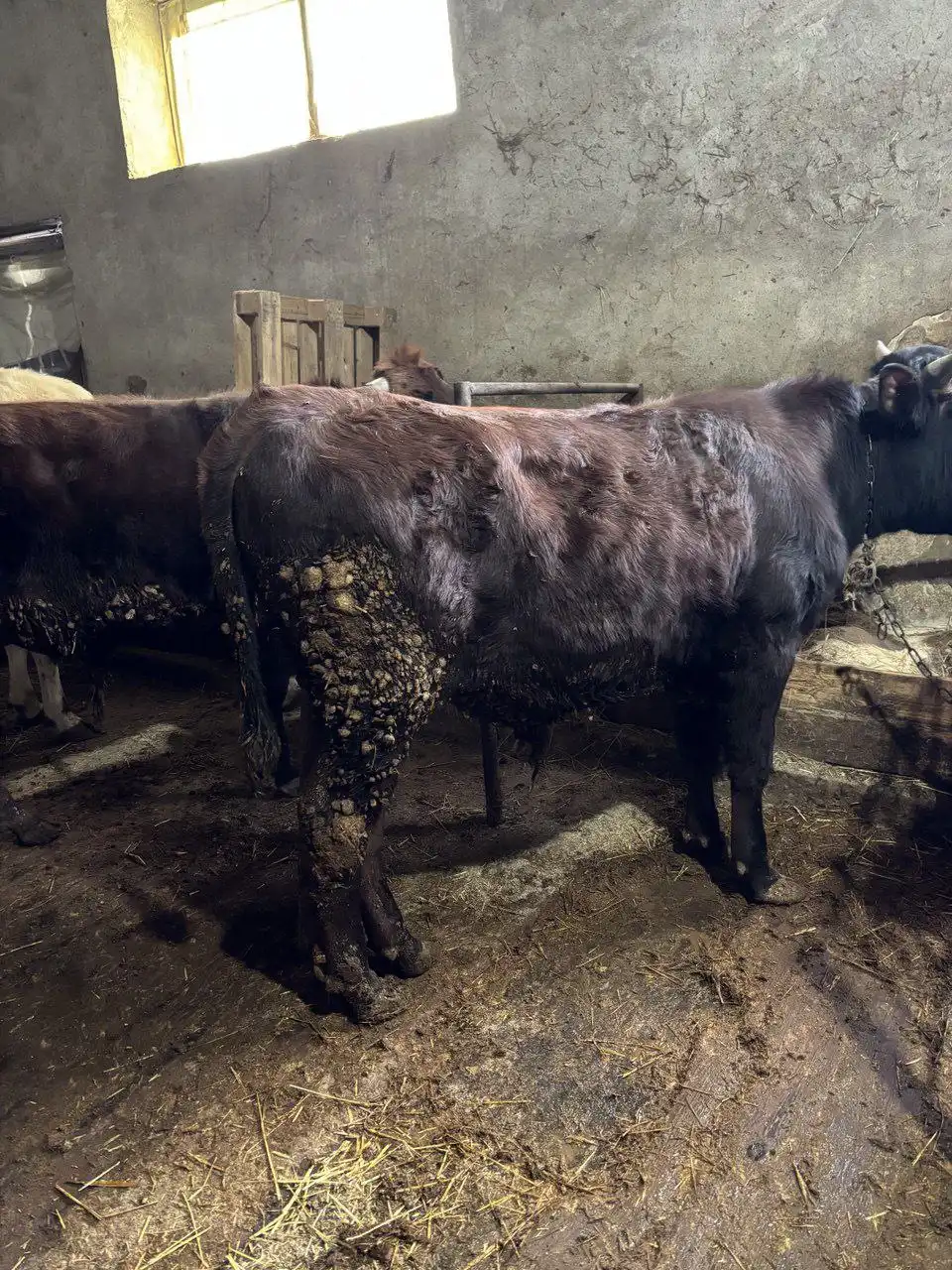 Продажа 6 голов быков и первотëлки на подсосе - Крупный рогатый скот (Животные) в Белогорский район