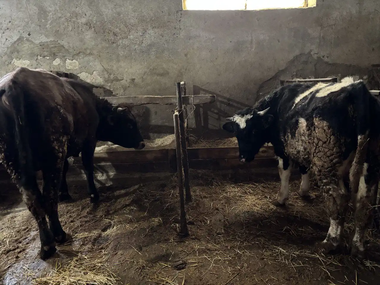 Продажа 6 голов быков и первотëлки на подсосе - Крупный рогатый скот (Животные) в Белогорский район