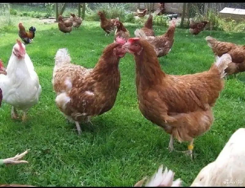 Продажа молодых домашних кур несушек - Птица (Животные) в Симферополь