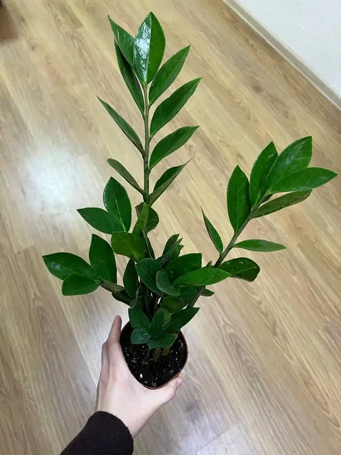 Комнатные растения и всё необходимое для них - Поделки в Симферополь