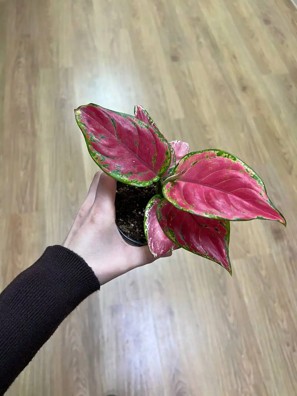 Комнатные растения и всё необходимое для них - Комнатные растения (Хобби и отдых) в Симферополь