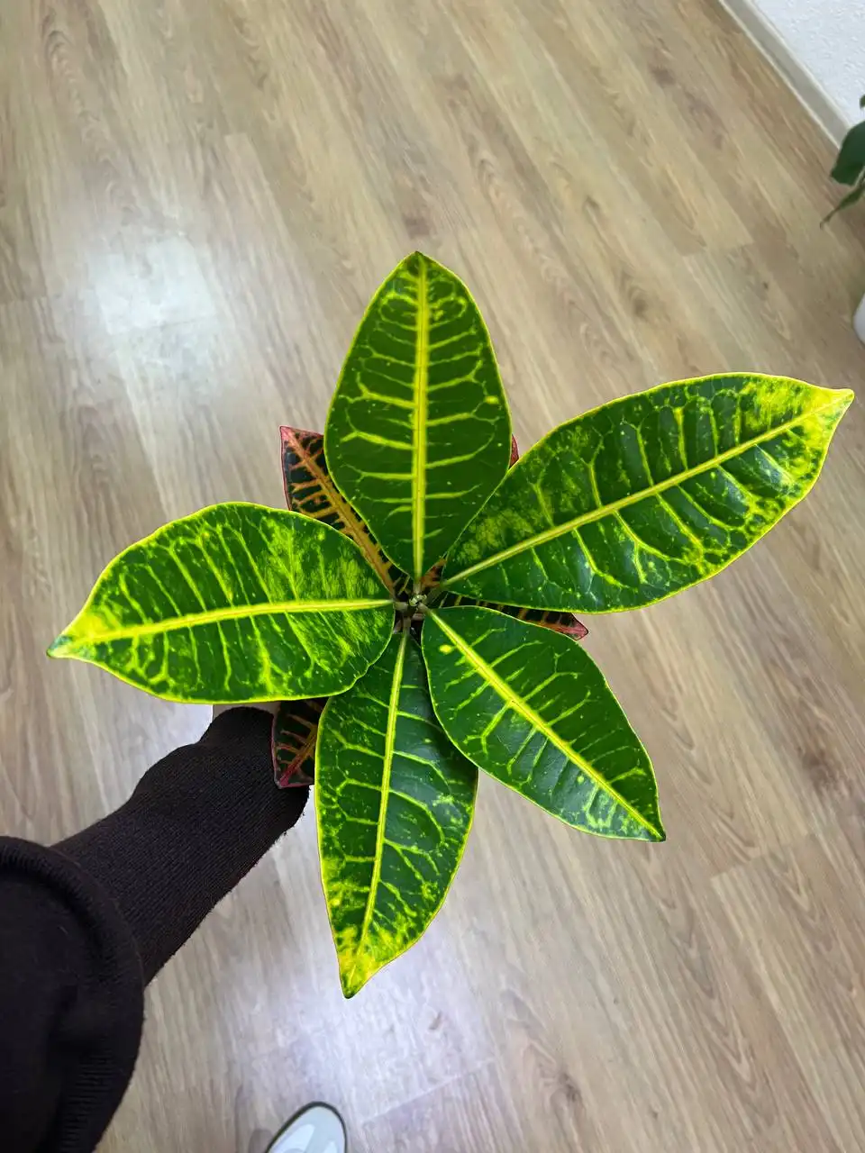 Комнатные растения и всё необходимое для них - Комнатные растения (Хобби и отдых) в Симферополь