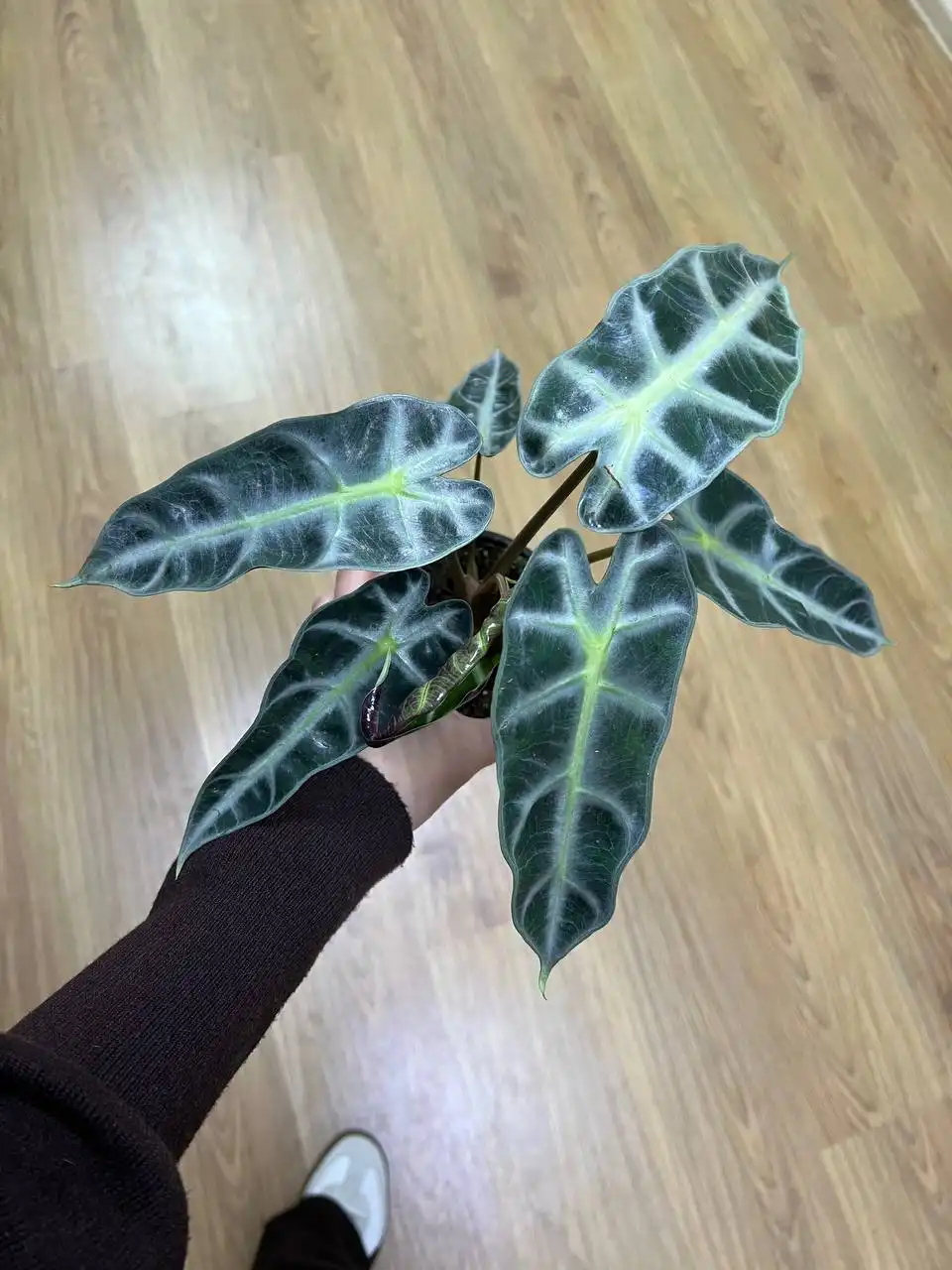 Комнатные растения и всё необходимое для них - Комнатные растения (Хобби и отдых) в Симферополь