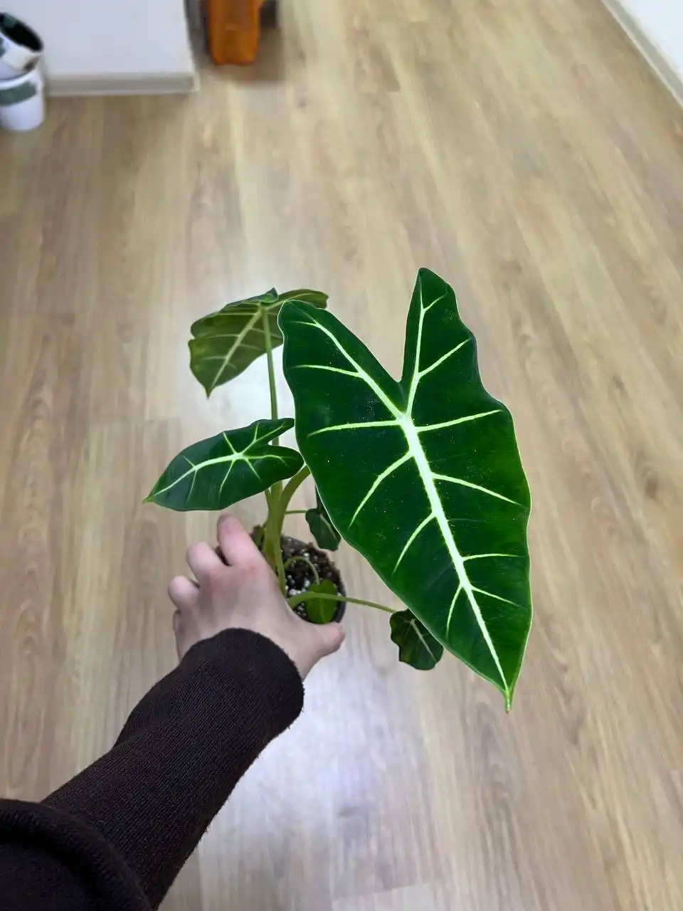 Комнатные растения и всё необходимое для них - Комнатные растения (Хобби и отдых) в Симферополь