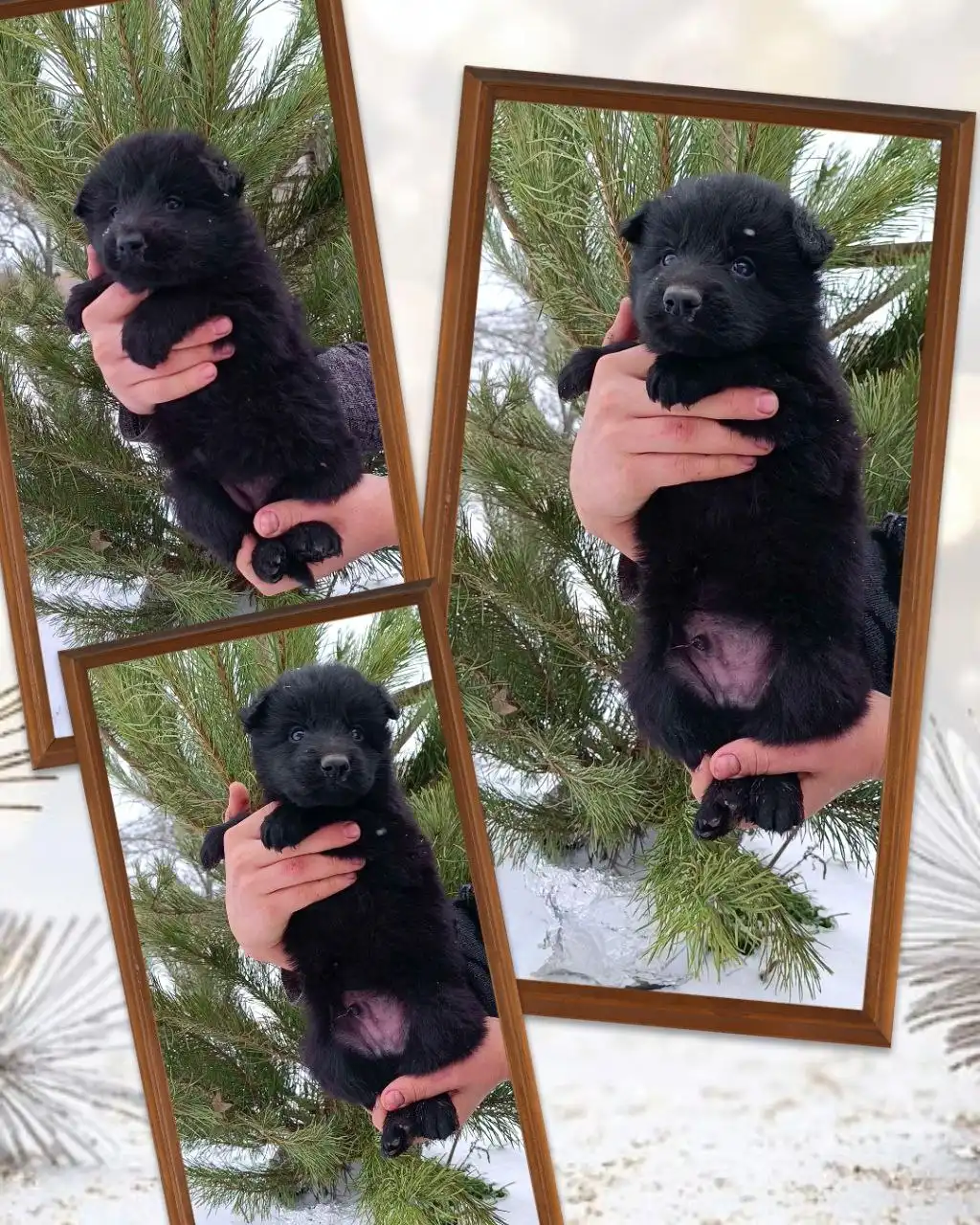 Щенки немецкой овчарки с родословной - Собаки (Животные) в Симферополь