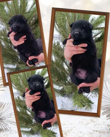 Щенки немецкой овчарки с родословной - Кролики в Симферополь