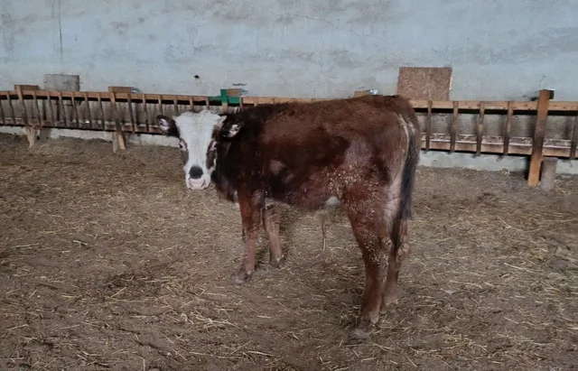 Продажа бычков от 7 месяцев - Кролики в Симферополь