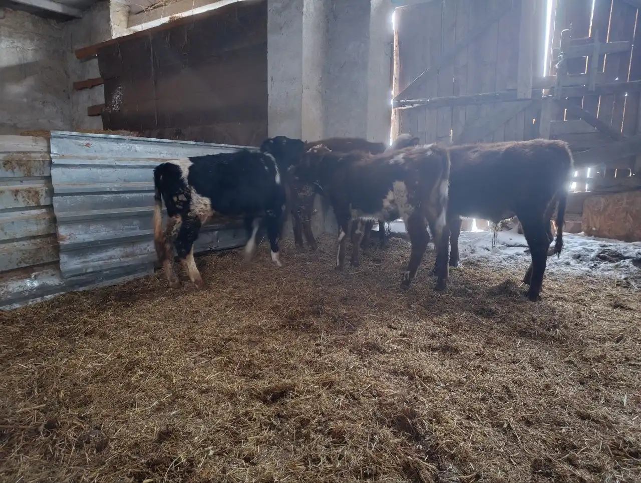 Продажа бычков от 7 месяцев - Скот (Животные) в Симферополь