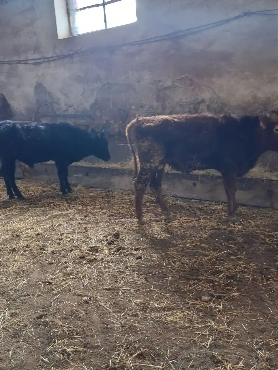 Продажа бычков от 7 месяцев - Скот (Животные) в Симферополь