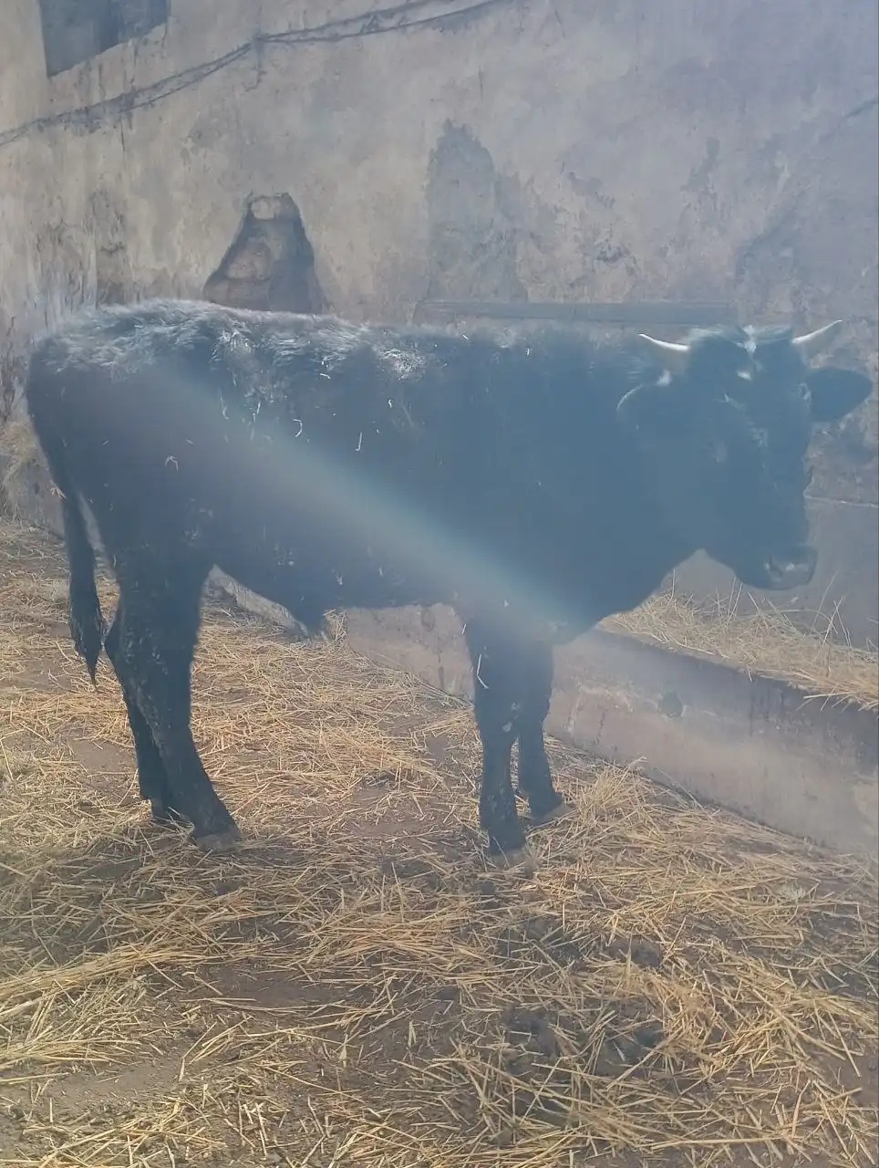 Продажа бычков от 7 месяцев - Скот (Животные) в Симферополь