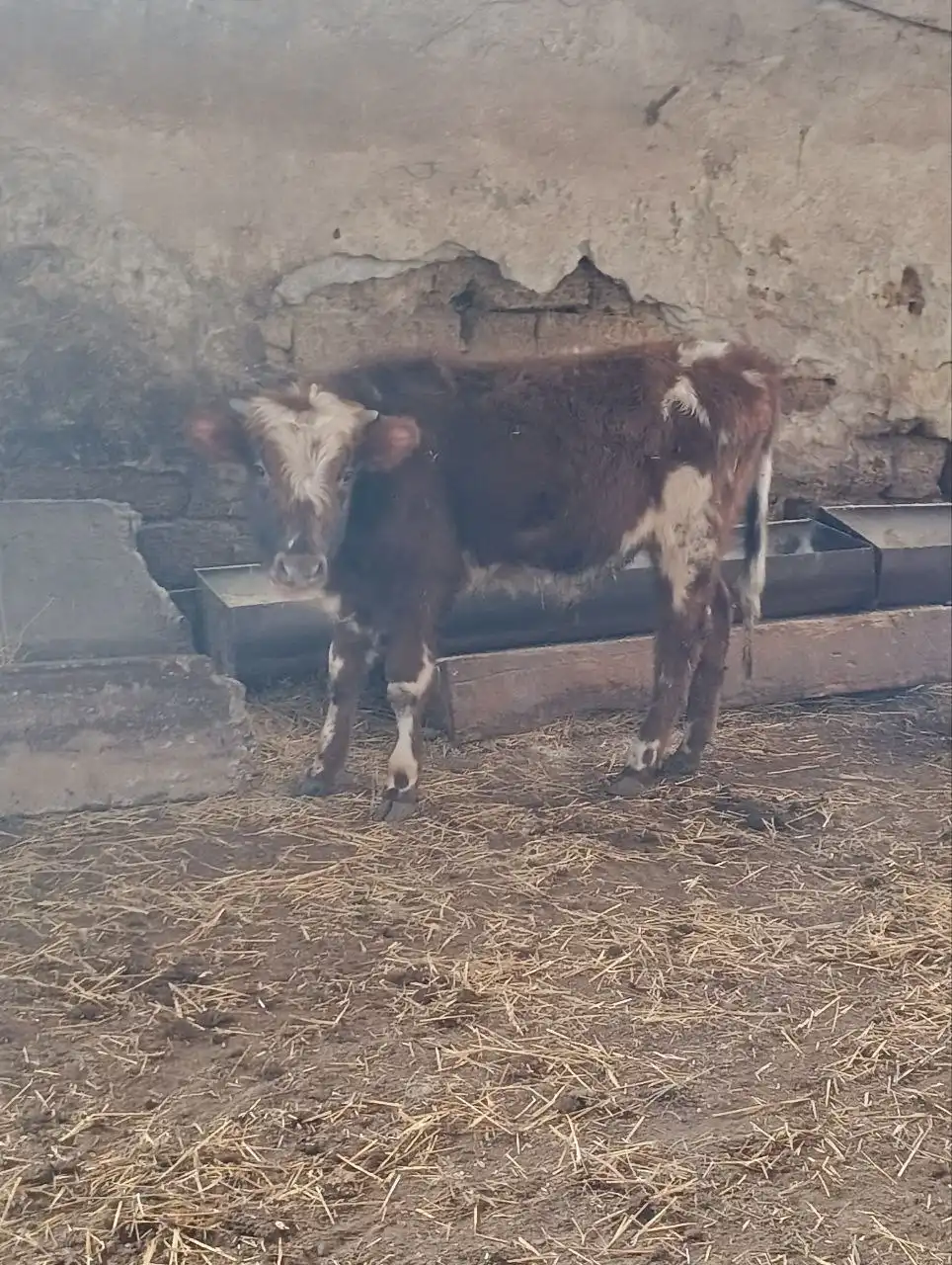 Продажа бычков от 7 месяцев - Скот (Животные) в Симферополь