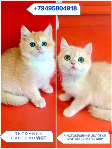 Чистокровные британские котята золотых окрасов с документами WCF - Кролики в Симферополь
