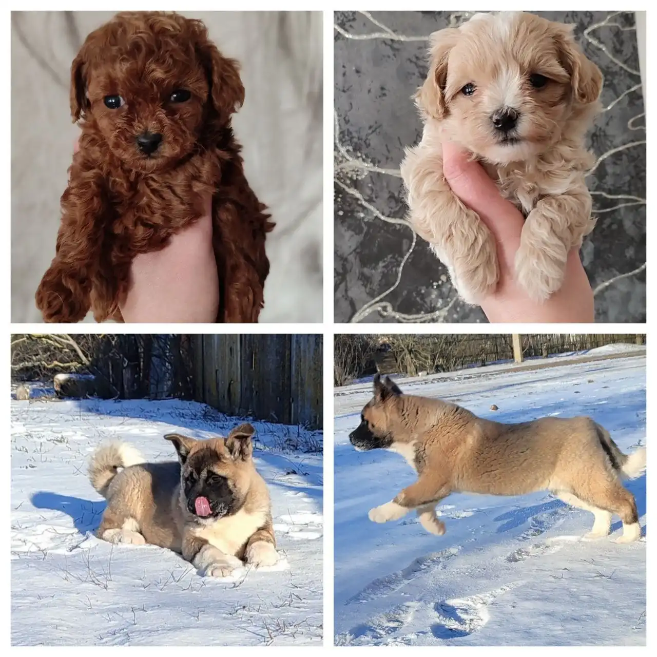 Продажа щенков американской акиты, мальтипу и той пуделя - Собаки (Животные) в Симферополь