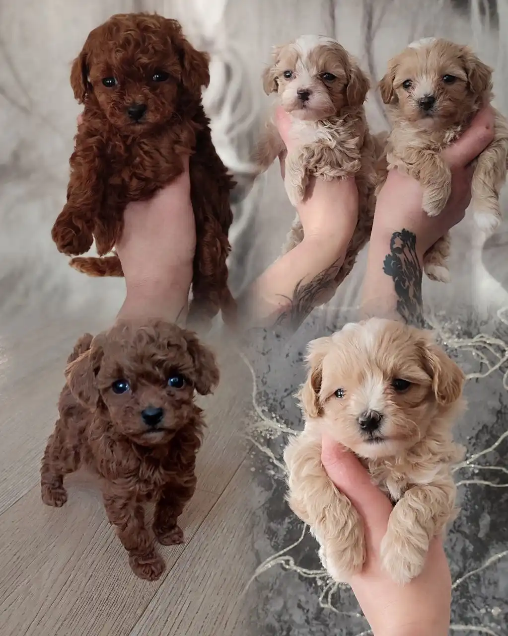 Продажа щенков мальтипу, той пуделя и померанского шпица - Собаки (Животные) в Симферополь