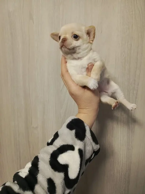 Щенки Чихуахуа девочка и мальчик 2 месяца - частное объявление в Мариуполь