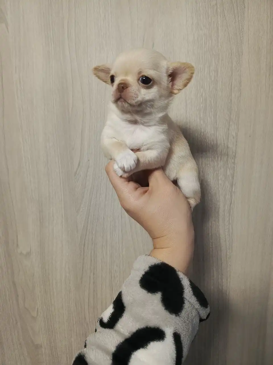 Щенки Чихуахуа девочка и мальчик 2 месяца - Собаки (Животные) в Мариуполь