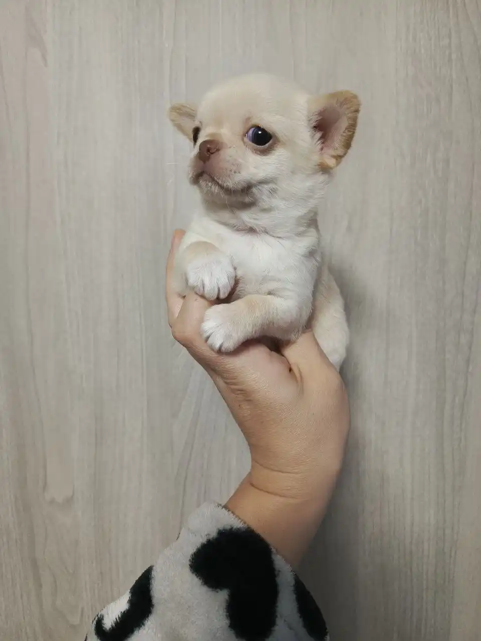 Щенки Чихуахуа девочка и мальчик 2 месяца - Собаки (Животные) в Мариуполь