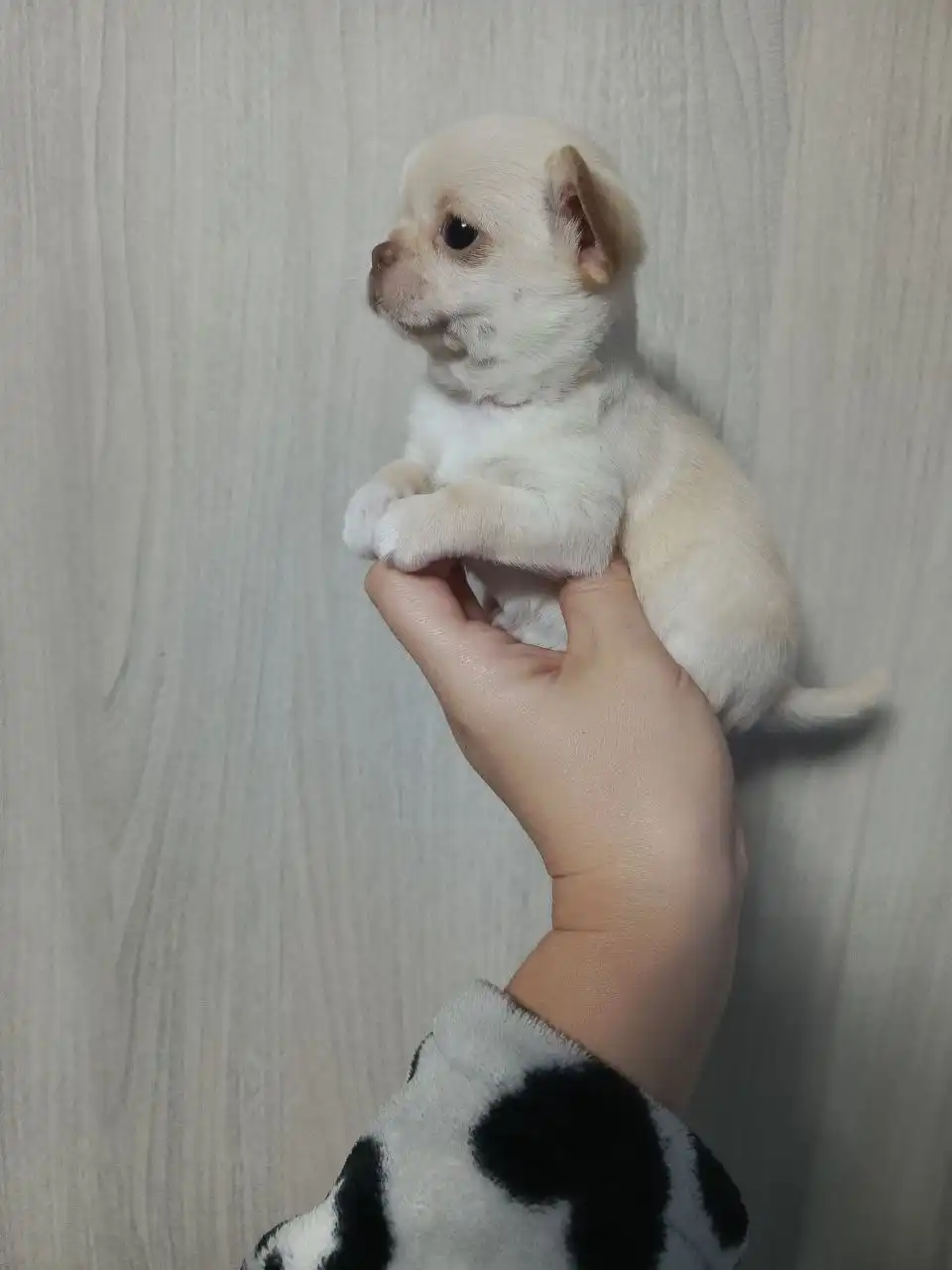 Щенки Чихуахуа девочка и мальчик 2 месяца - Собаки (Животные) в Мариуполь