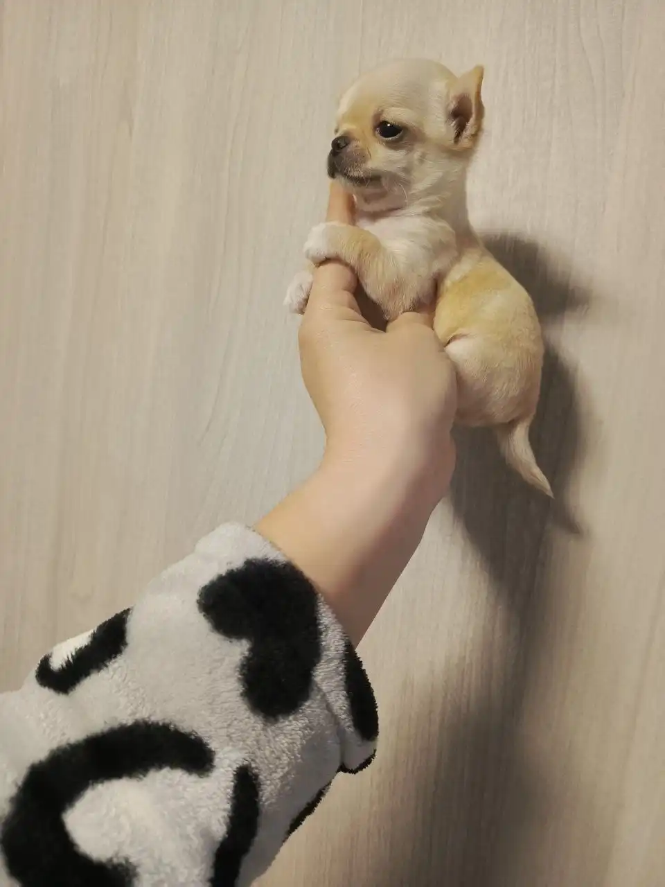 Щенки Чихуахуа девочка и мальчик 2 месяца - Собаки (Животные) в Мариуполь