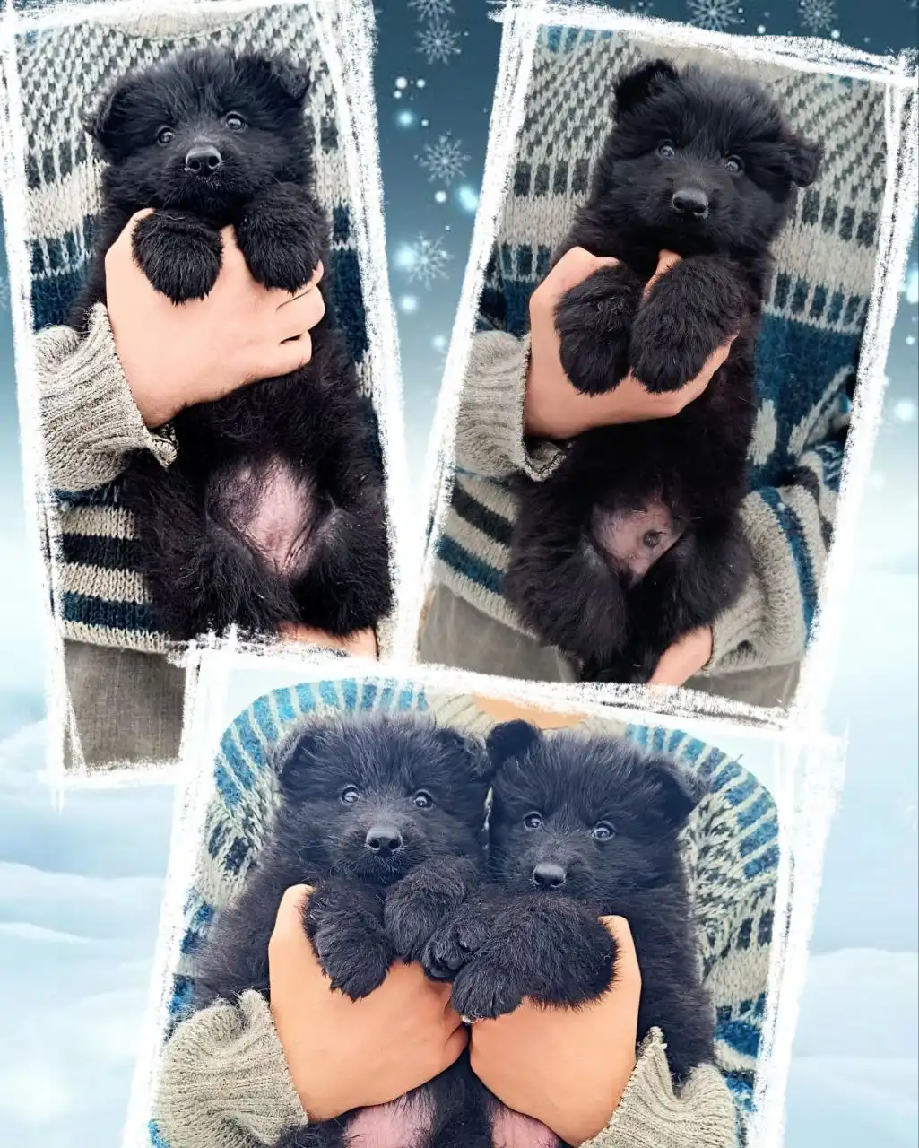 Щенки немецкой овчарки готовы к переезду - Собаки (Животные) в Симферополь