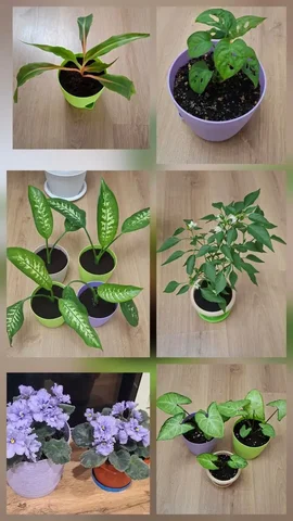 Продам комнатные растения с горшками - Хобби и отдых в Симферополь