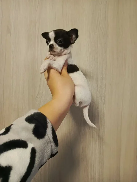 Щенки Чихуахуа в Симферополе - Животные в Симферополь