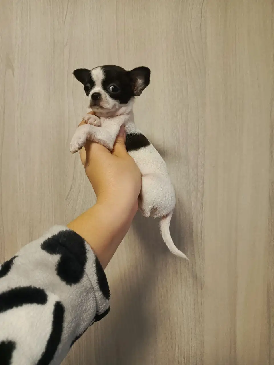 Щенки Чихуахуа в Симферополе - Собаки (Животные) в Симферополь