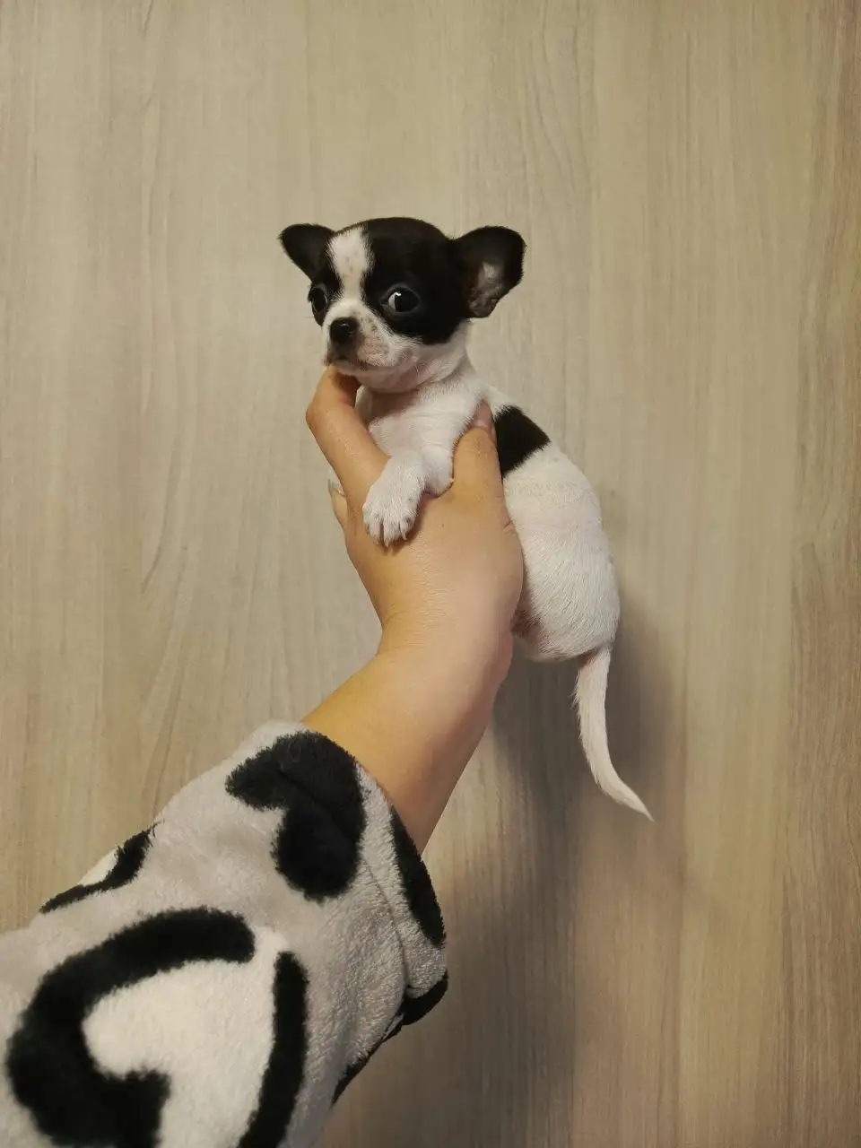 Щенки Чихуахуа в Симферополе - Собаки (Животные) в Симферополь