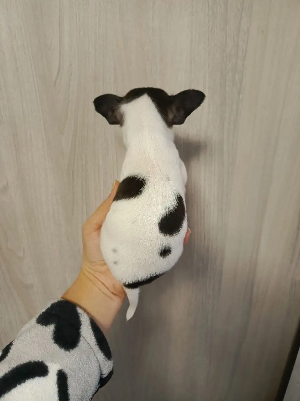 Щенки Чихуахуа в Симферополе - Собаки (Животные) в Симферополь